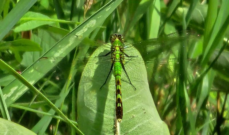 Photo of Eastern Pondhawk