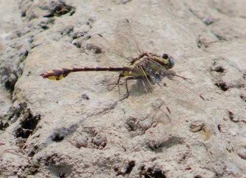 Photo of Plains Clubtail