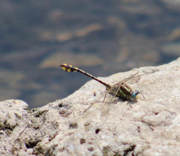 Photo of Plains Clubtail