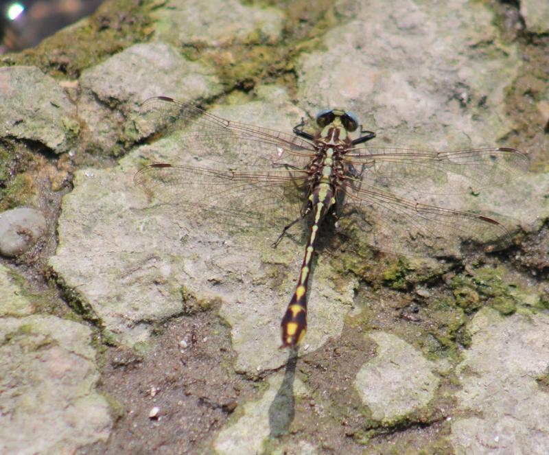 Photo of Plains Clubtail