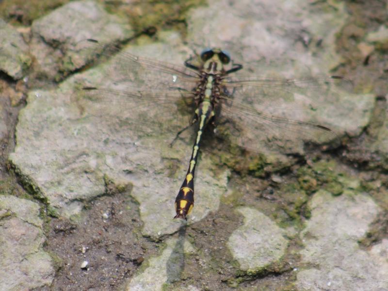 Photo of Plains Clubtail