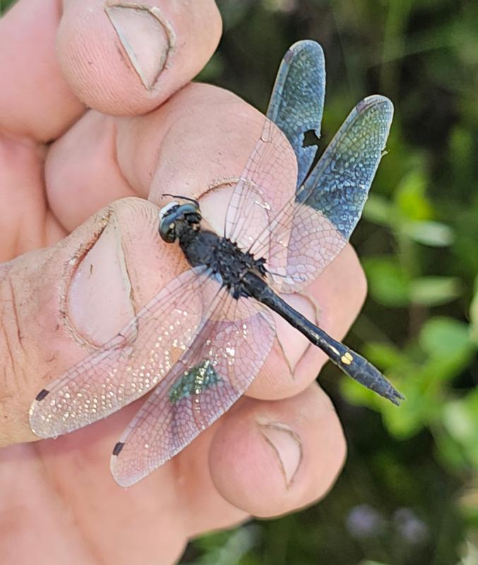 Photo of Dot-tailed Whiteface