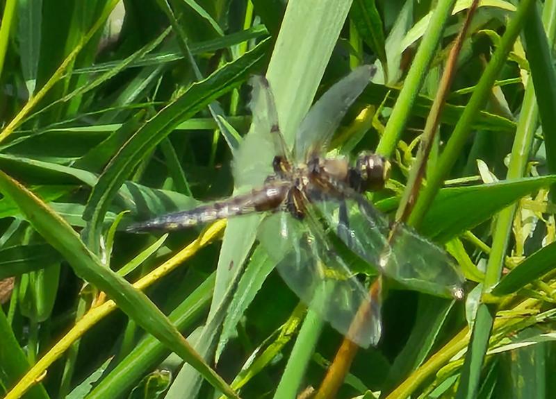 Photo of Four-spotted Skimmer