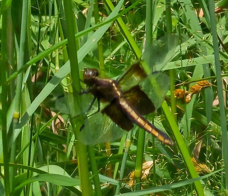 Photo of Widow Skimmer