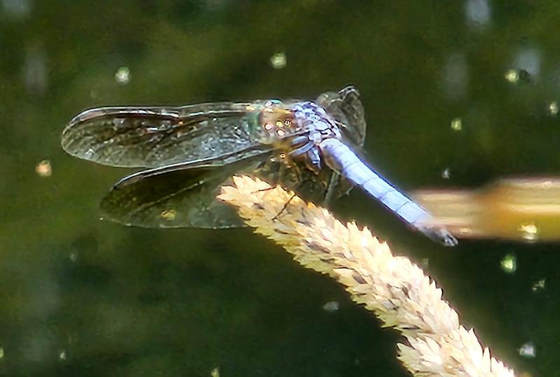 Photo of Blue Dasher