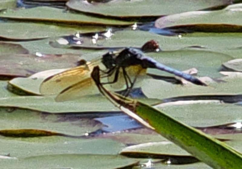 Photo of Blue Dasher