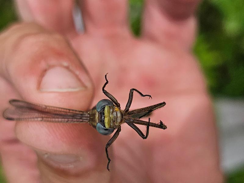 Photo of Ashy Clubtail