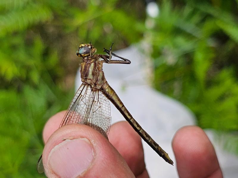 Photo of Ashy Clubtail