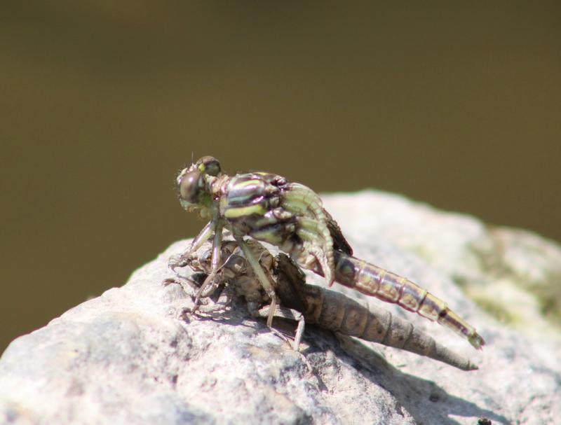 Photo of Arrow Clubtail