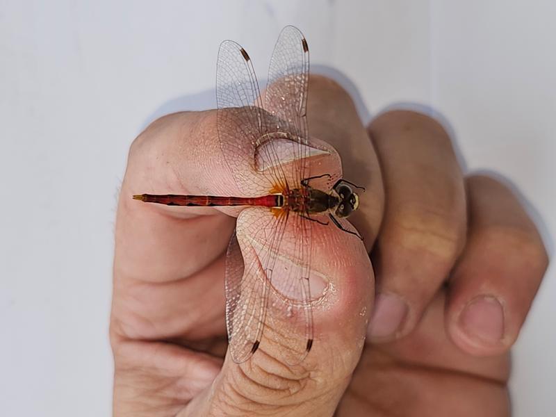 Photo of White-faced Meadowhawk