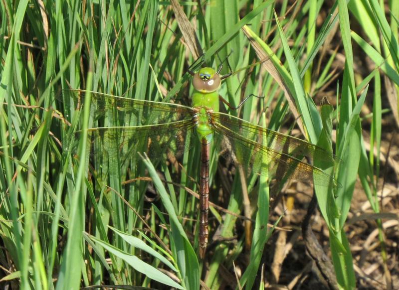 Photo of Common Green Darner