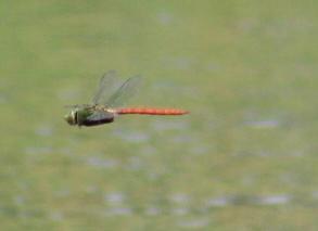 Photo of Comet Darner