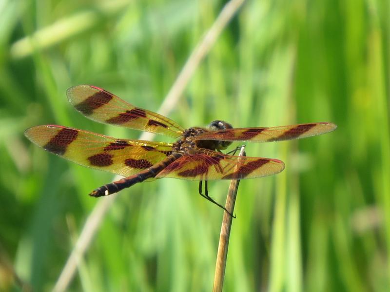 Photo of Halloween Pennant