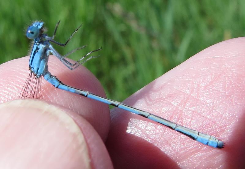 Photo of Hagen's Bluet