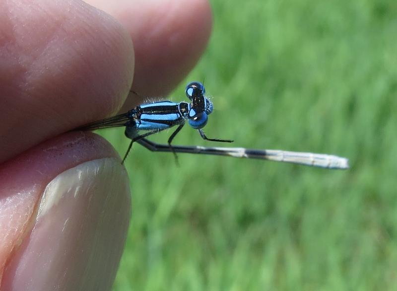 Photo of Hagen's Bluet