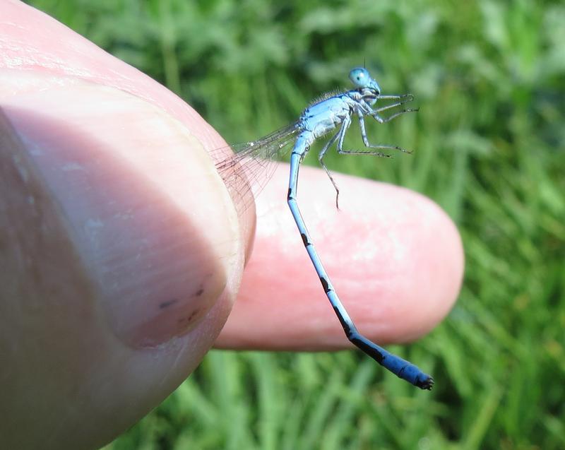 Photo of Marsh Bluet