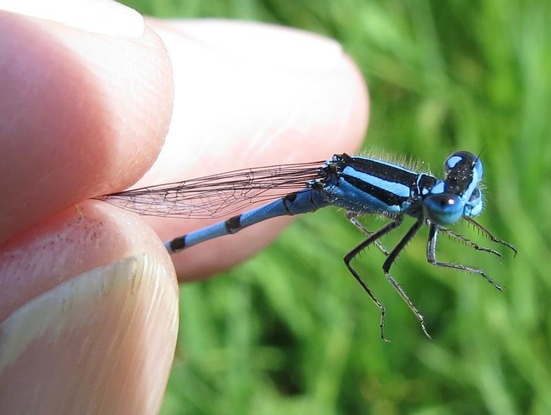 Photo of Marsh Bluet