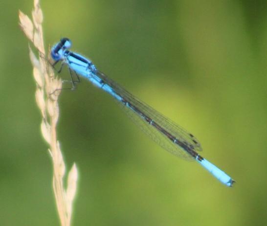 Photo of Azure Bluet