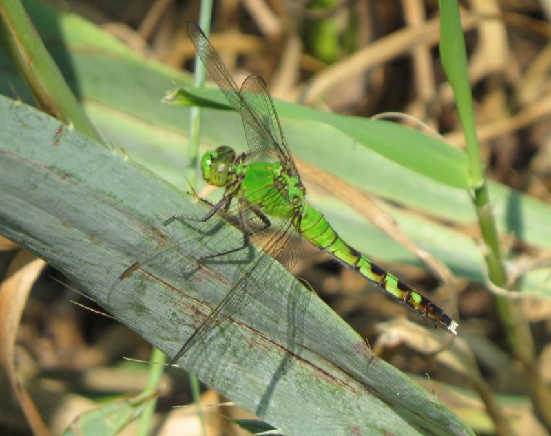 Photo of Eastern Pondhawk