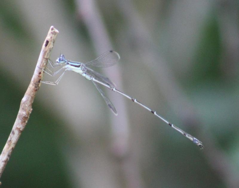 Photo of Slender Spreadwing