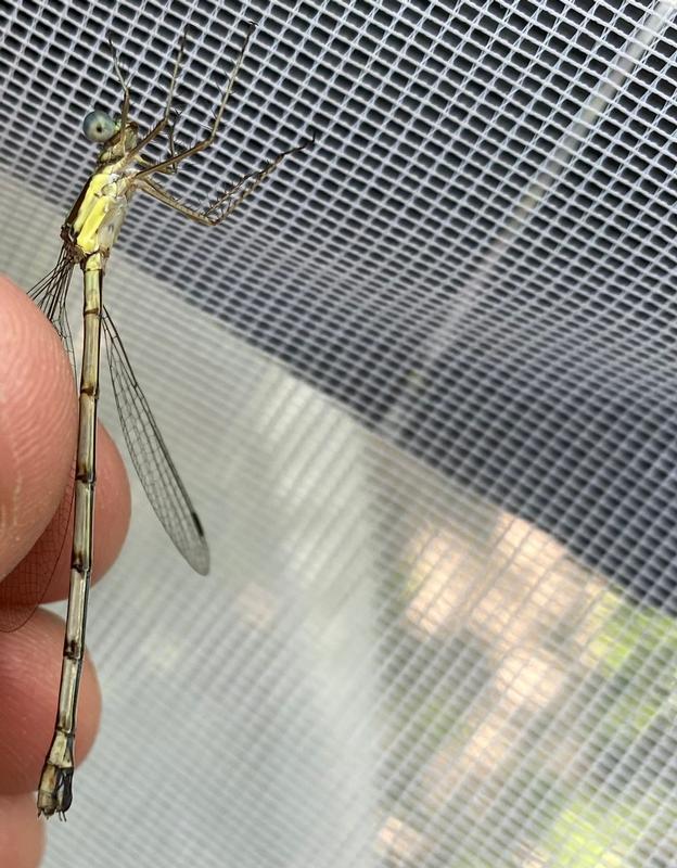 Photo of Slender Spreadwing