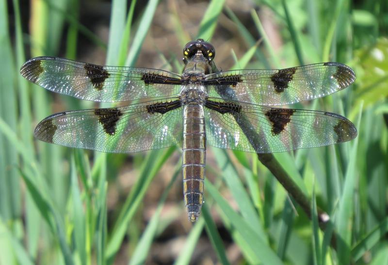 Photo of Twelve-spotted Skimmer