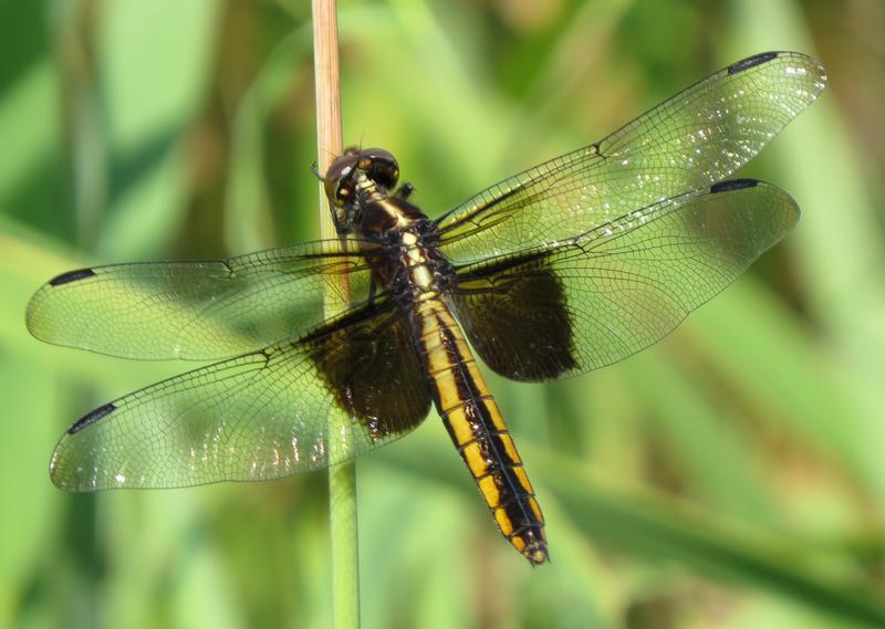 Photo of Widow Skimmer