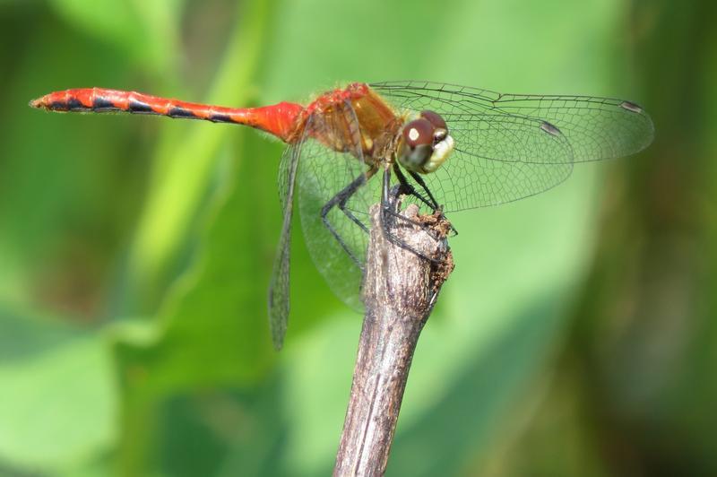 Photo of White-faced Meadowhawk