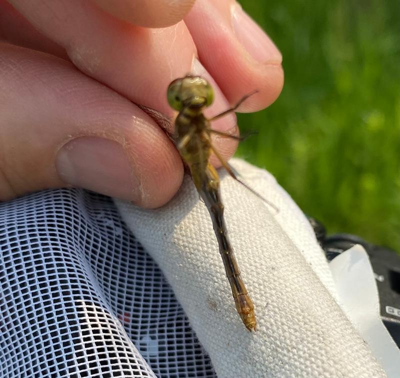 Photo of Ruby Meadowhawk