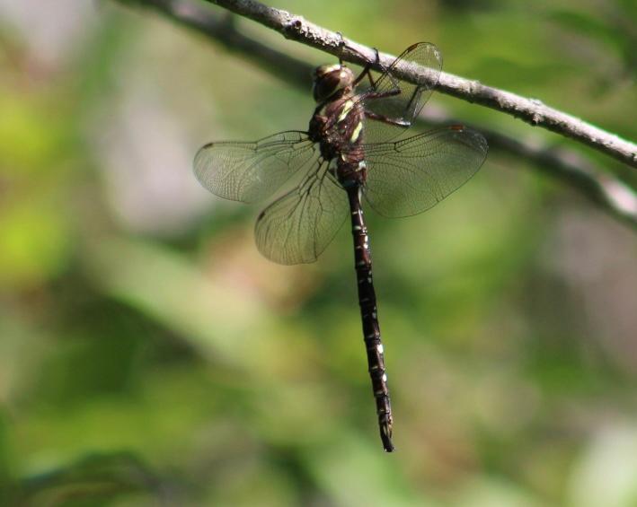 Photo of Shadow Darner