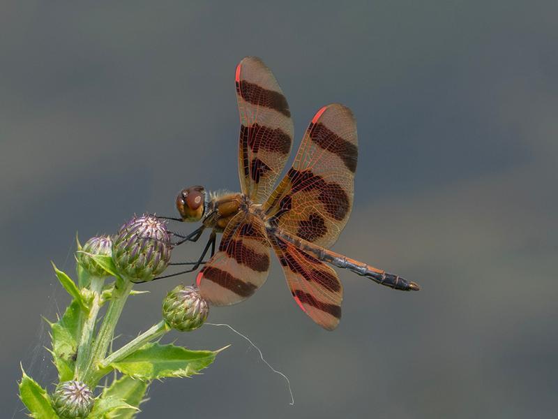 Photo of Halloween Pennant