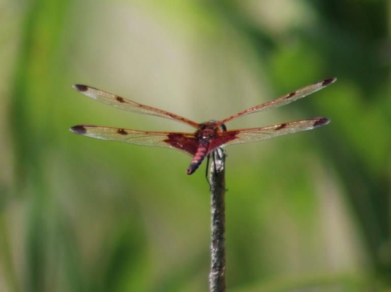 Photo of Calico Pennant