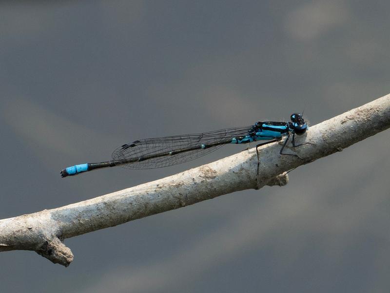 Photo of Skimming Bluet