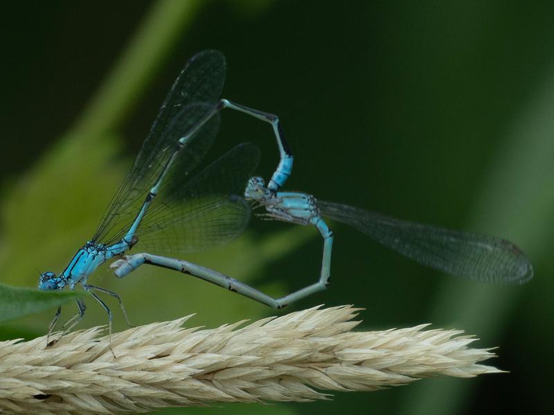 Photo of Slender Bluet