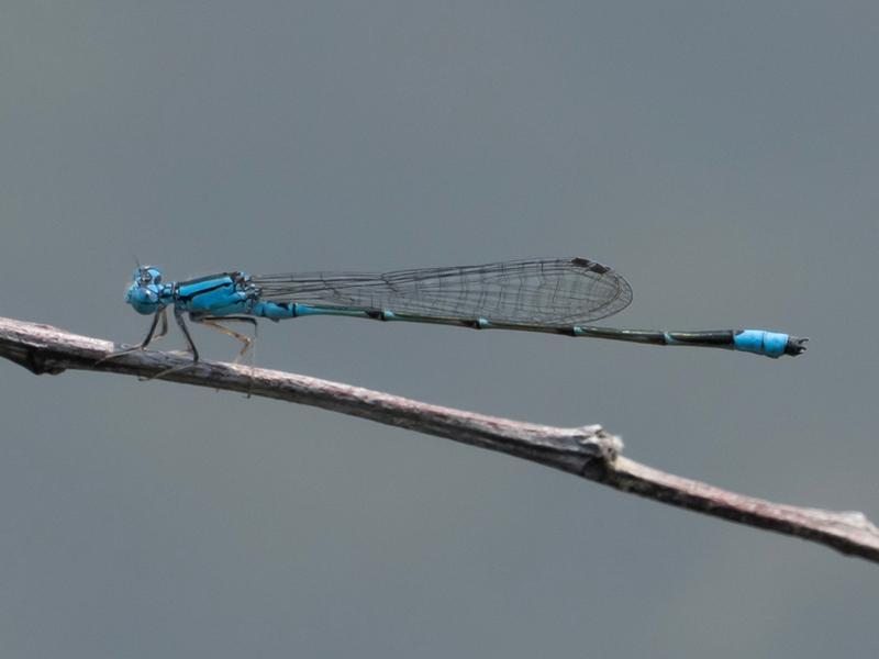 Photo of Slender Bluet