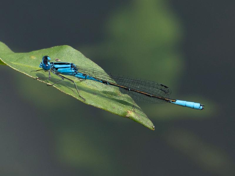 Photo of Azure Bluet