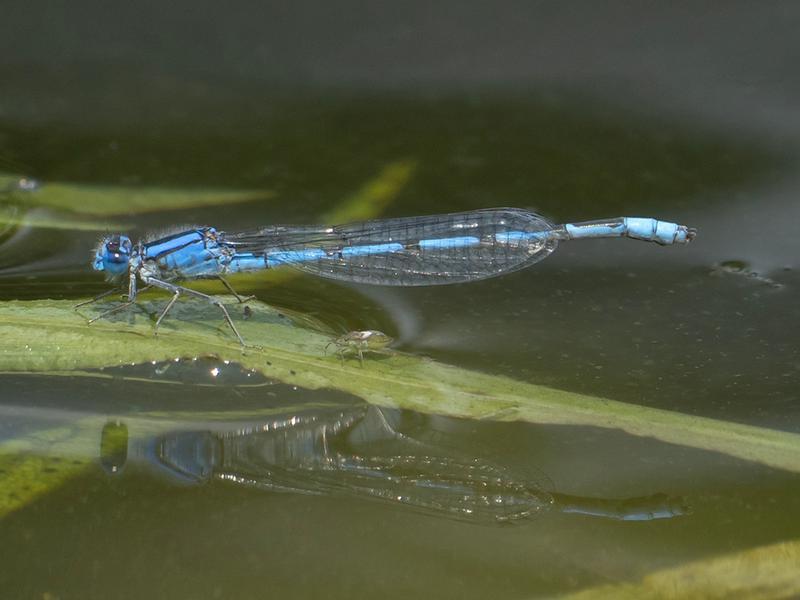 Photo of Familiar Bluet