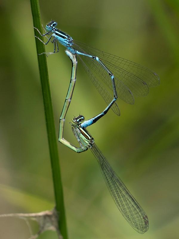 Photo of Stream Bluet