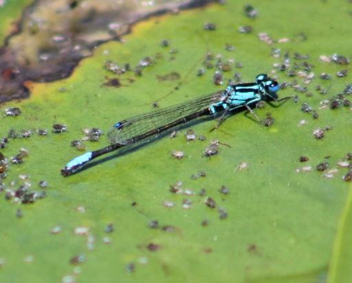 Photo of Lilypad Forktail