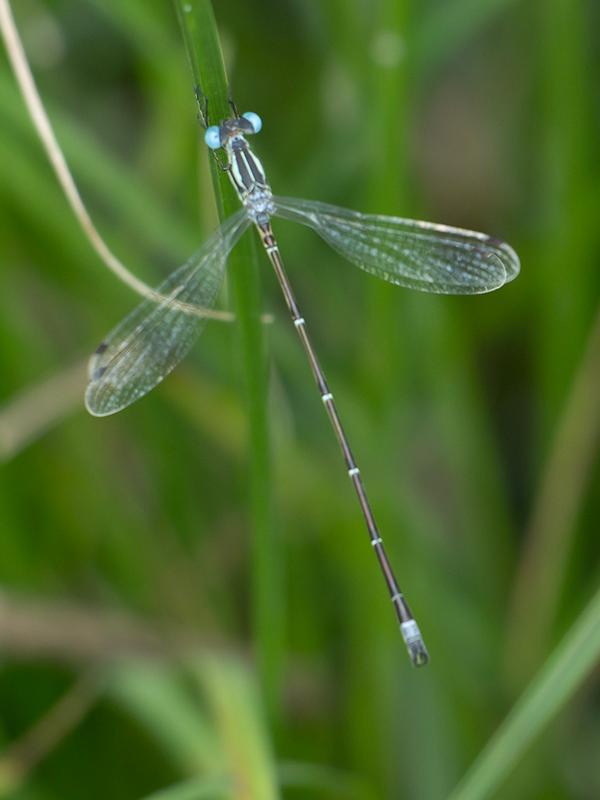 Photo of Slender Spreadwing