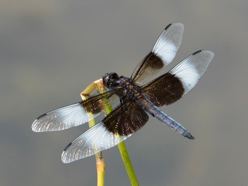 Photo of Widow Skimmer