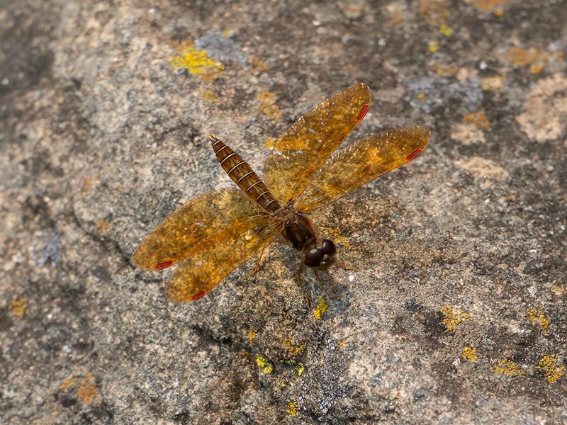 Photo of Eastern Amberwing