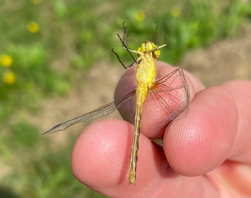 Photo of Ruby Meadowhawk