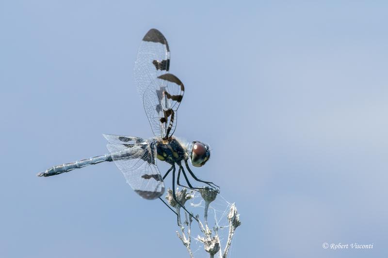 Photo of Banded Pennant