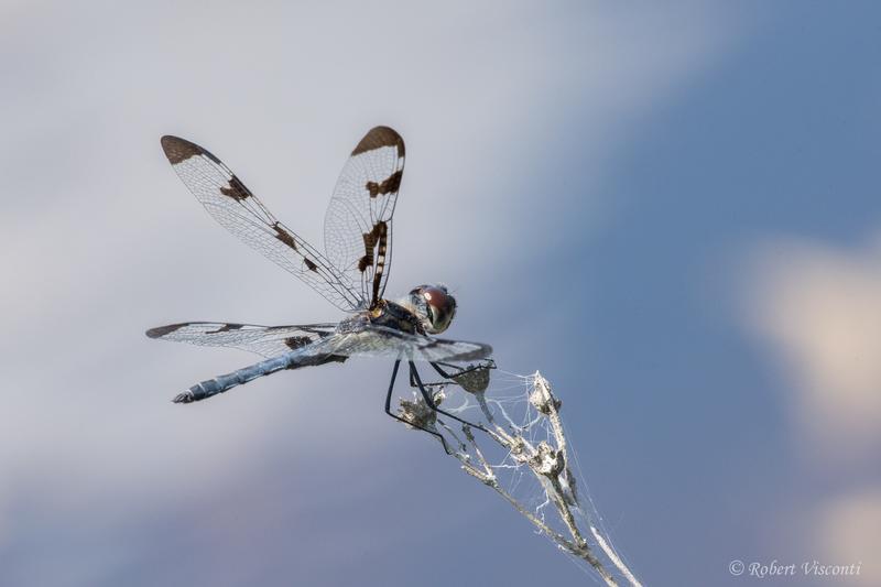 Photo of Banded Pennant