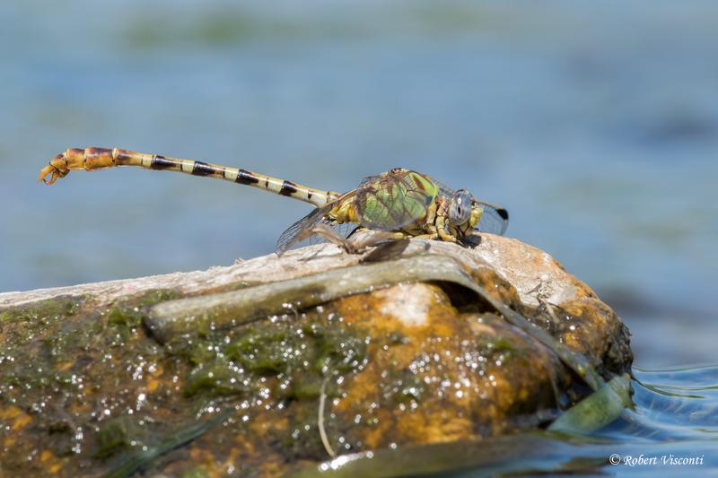 Photo of Eastern Ringtail