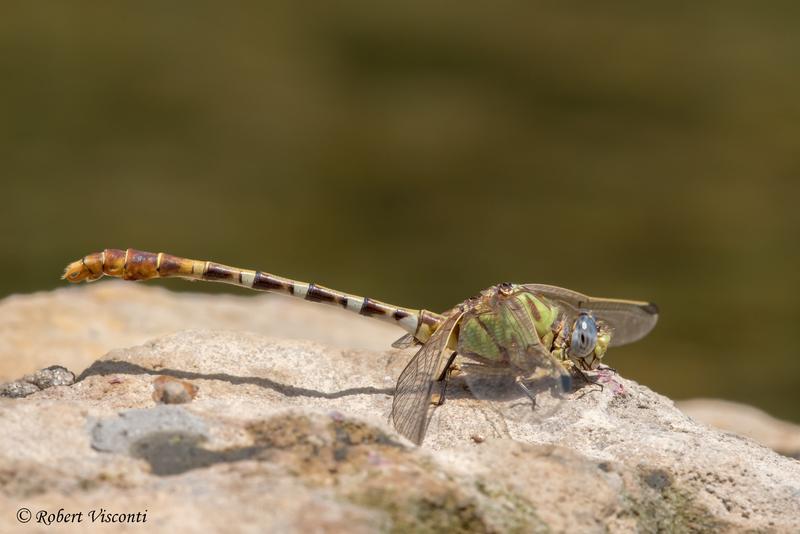 Photo of Eastern Ringtail