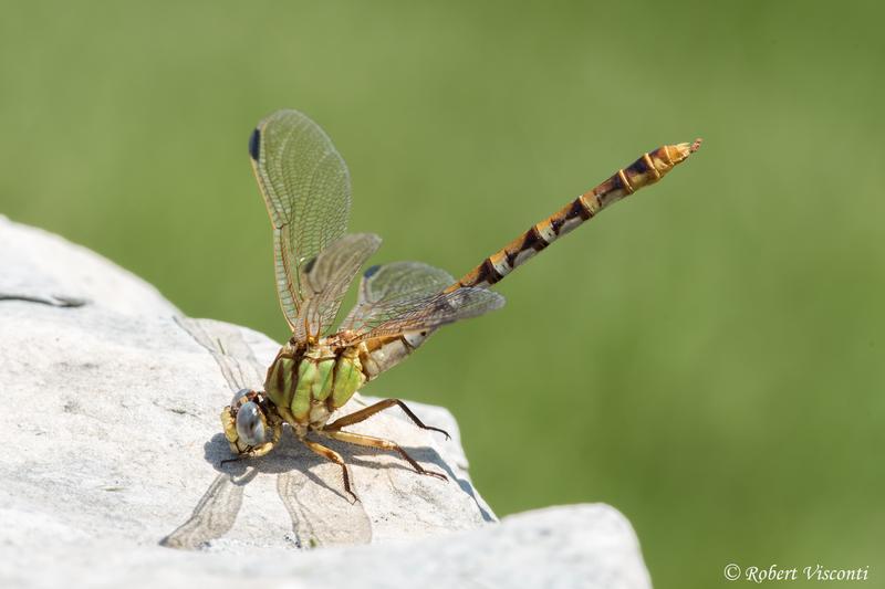 Photo of Eastern Ringtail