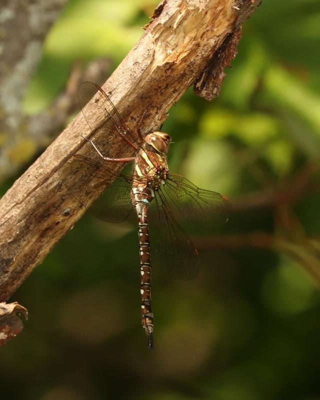 Photo of Shadow Darner