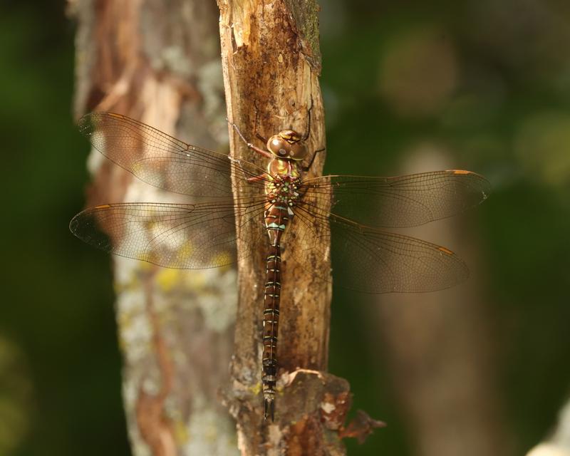 Photo of Shadow Darner